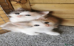 Siberian cats for sale: Registered Siberian Calico kittens  - Image 6