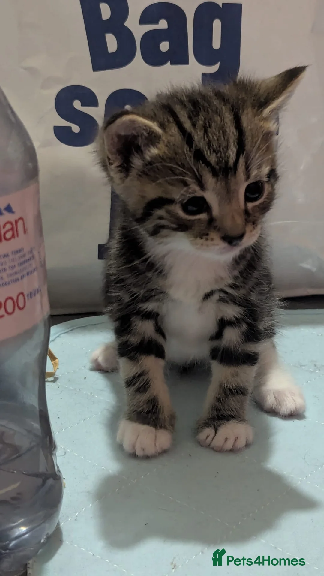 Mixed Breed cats for sale: Need to Go- Last Two, microchip included - Advert 40
