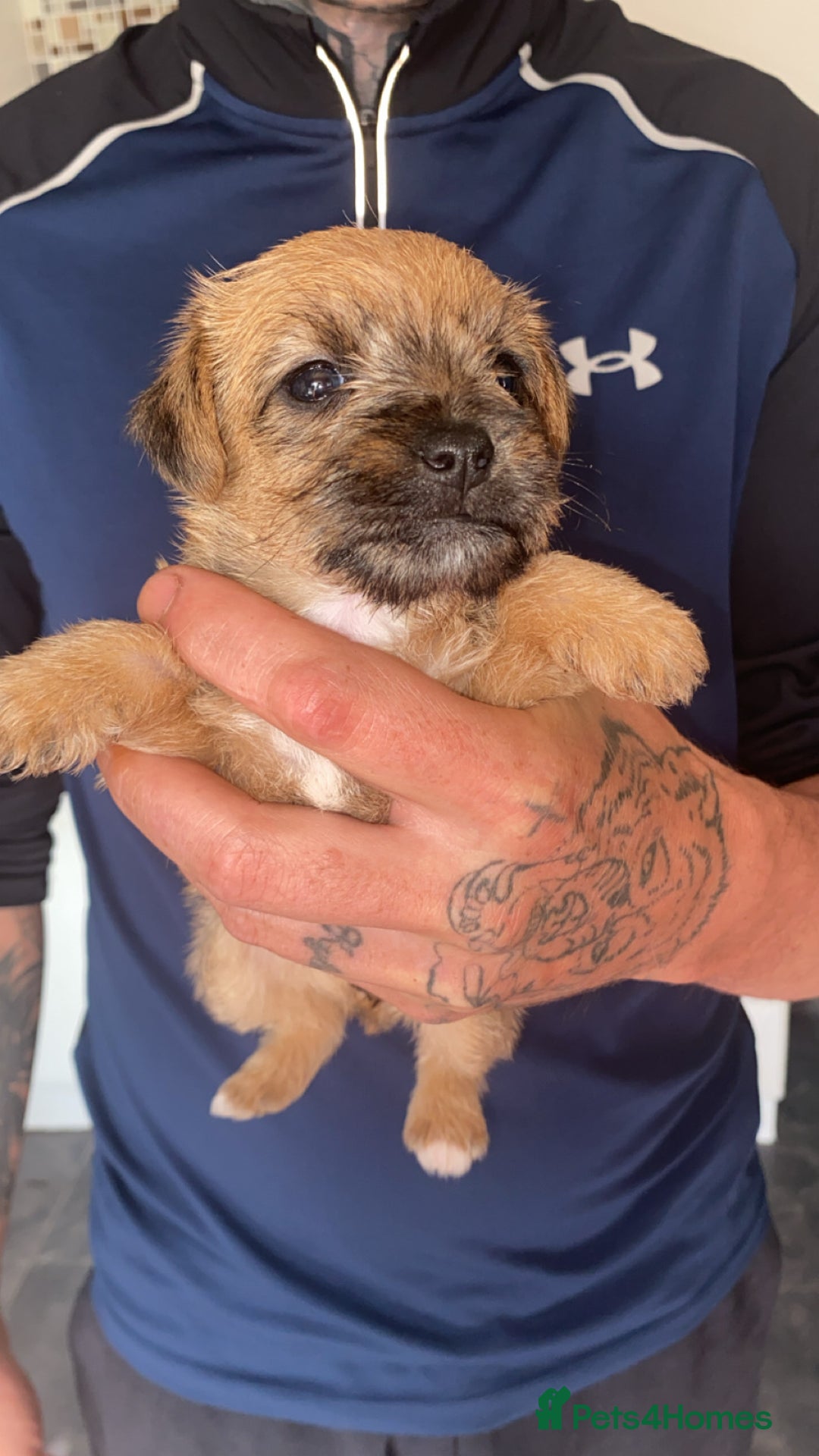 Patterjack dogs for sale: Two rescue pups patterjacks - Image 1
