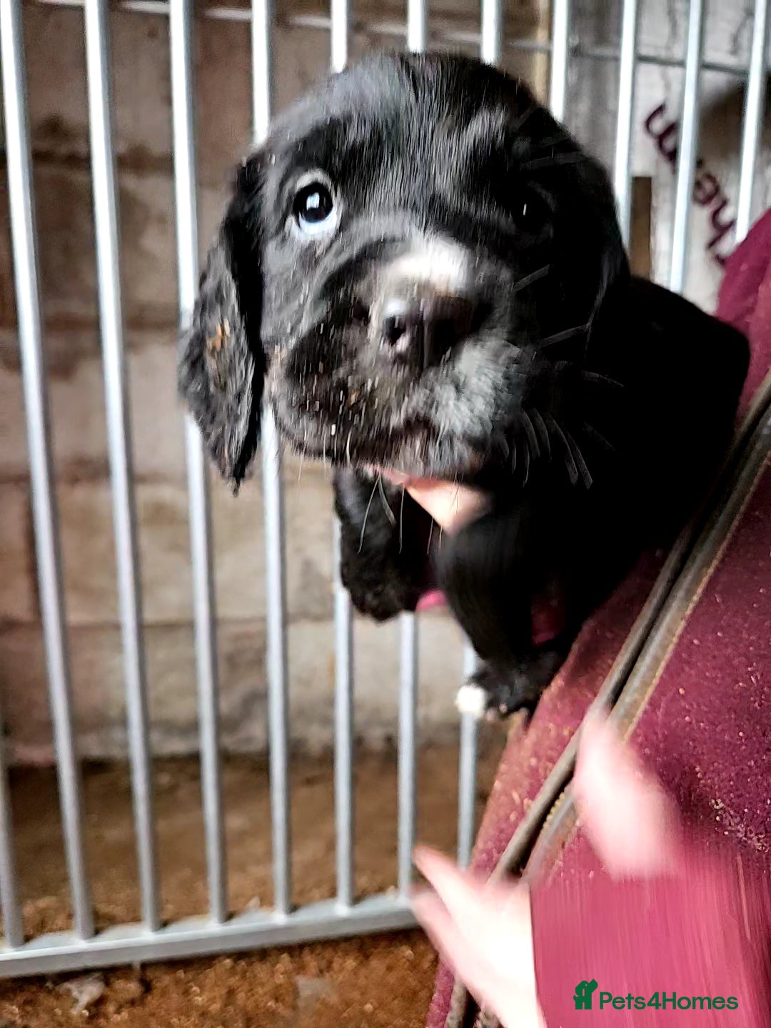 Cocker Spaniel dogs for sale: Fantastically well bred working cocker spaniels  - Advert 5