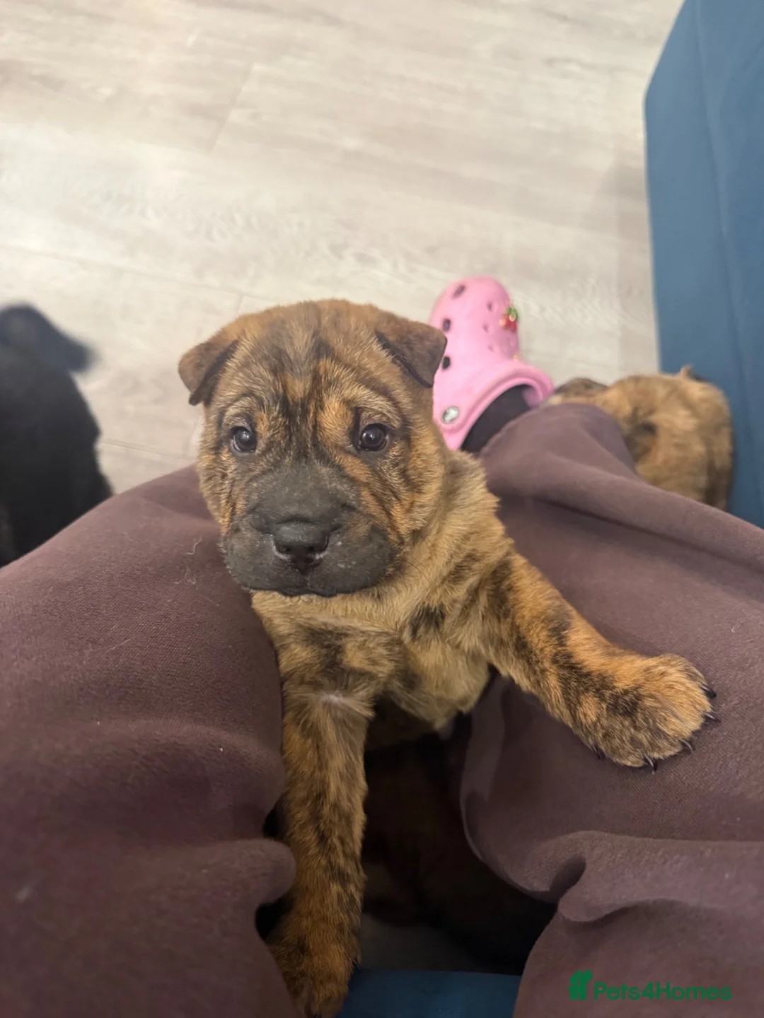 Shar Pei dogs for sale: Patch  - Advert 6