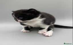 Mixed Breed cats for sale: Beautiful British Shorthair Mix Kittens - Image 6