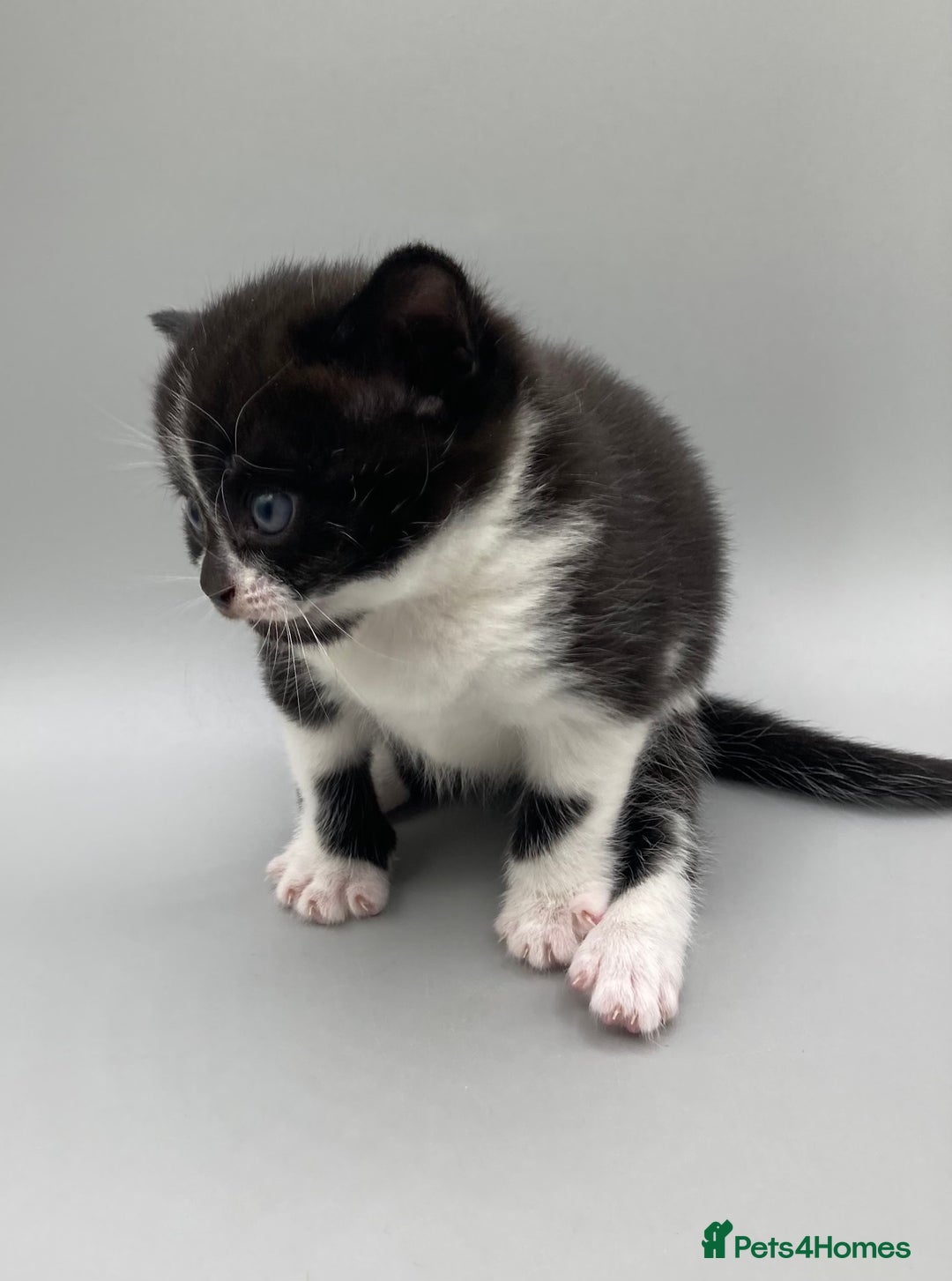 Mixed Breed cats for sale: Beautiful British Shorthair Mix Kittens - Image 6