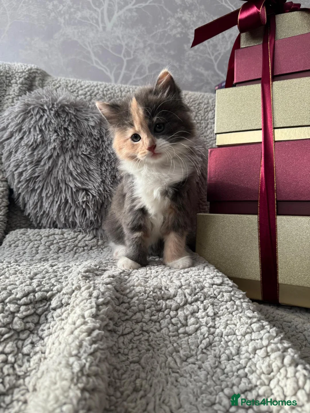 Mixed Breed cats for sale: Long Haired British Blue/Norwegian Forest kittens  - Advert 3