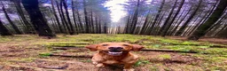 Mixed Breed dogs for sale: Lurcher puppies ready for forever homes - Advert 8