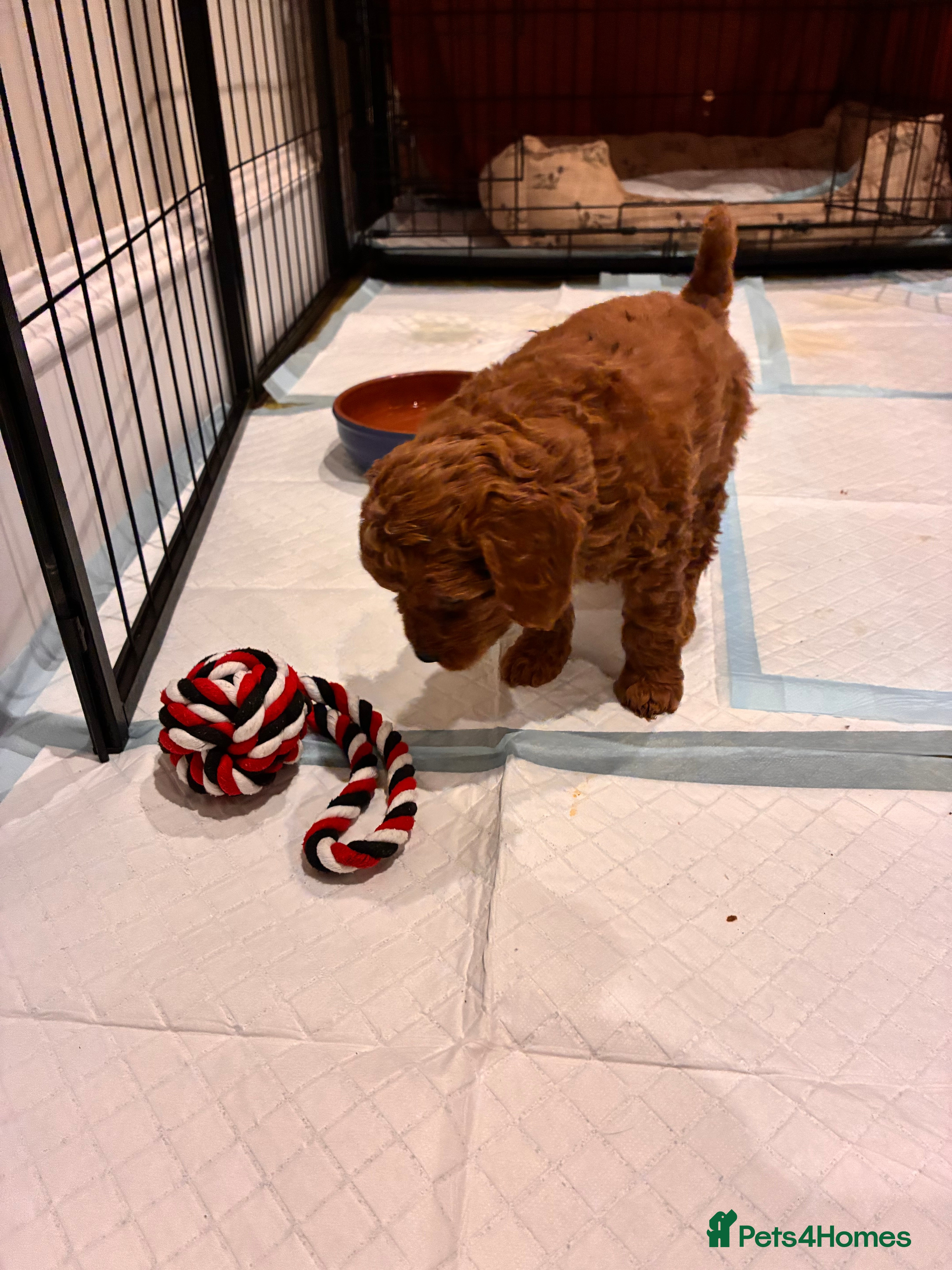 Cavapoo dogs Adorable Cavapoo Puppies Arrived :-) - Advert 2