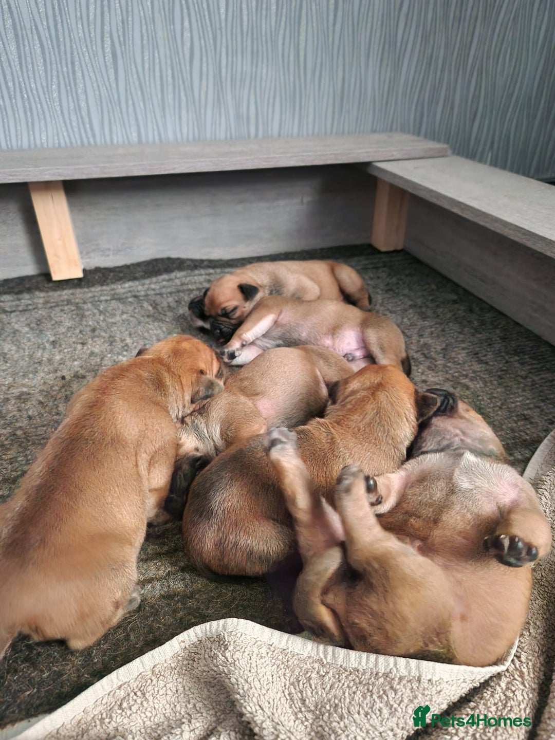 Mixed Breed dogs for sale: Bullmastiff X Puppies - Image 4