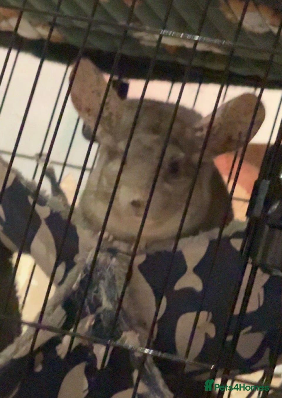 Chinchilla rodents for sale: Chinchilla with stunning ears  - Advert 1