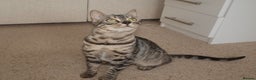 Bengal cats for sale: Stunning Silver Rosetted Bengal - Advert 3