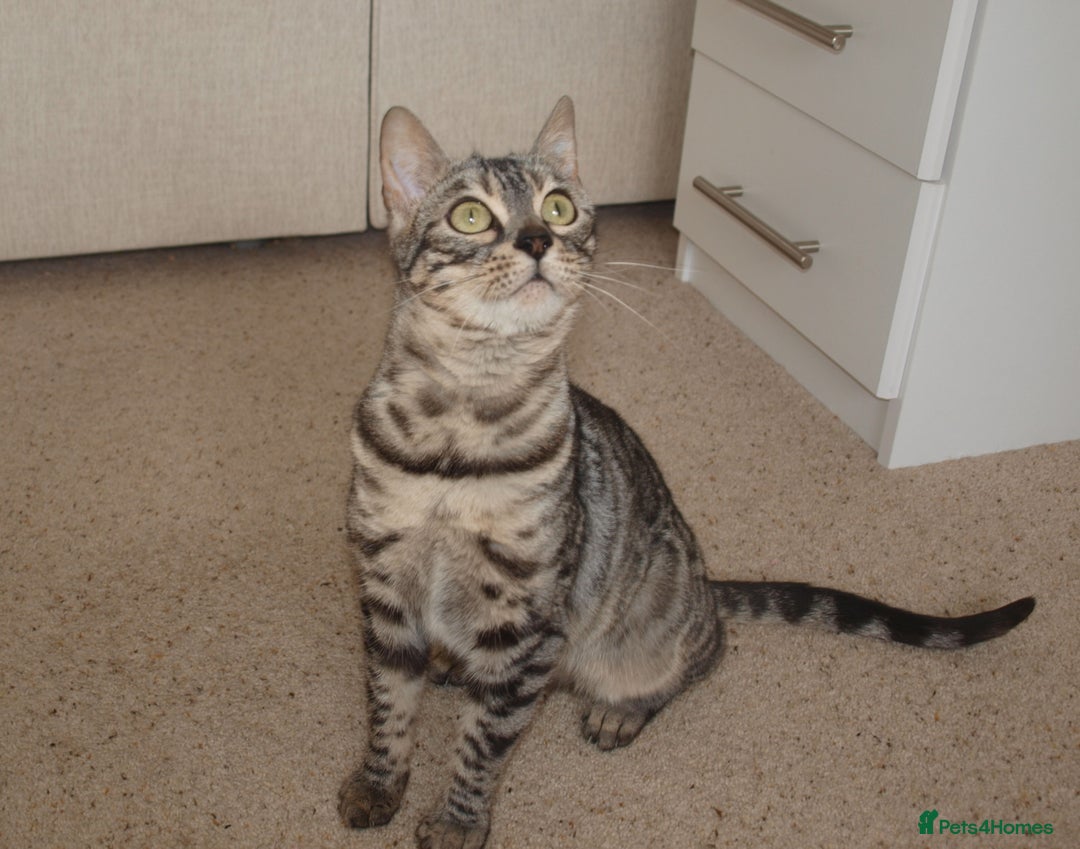 Bengal cats for sale: Stunning Silver Rosetted Bengal - Advert 3