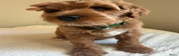 Mixed Breed dogs for sale: Australian Labradoodles RED/ WHITE TUX Girls  - Advert 29