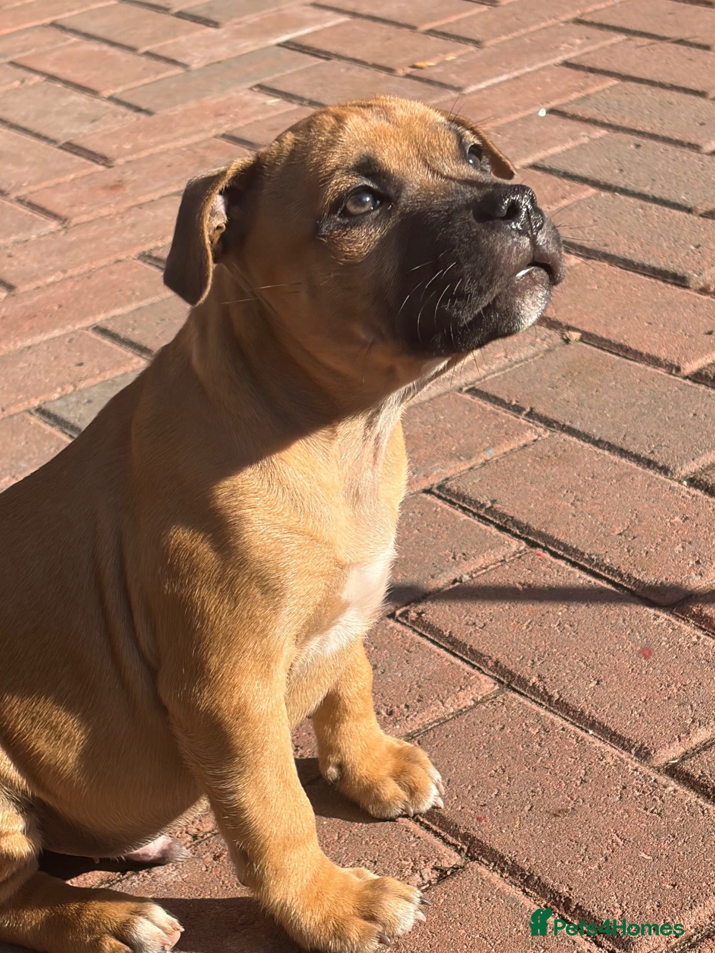 Staffordshire Bull Terrier dogs last 4 ready now champion lines  boys  - Advert 2