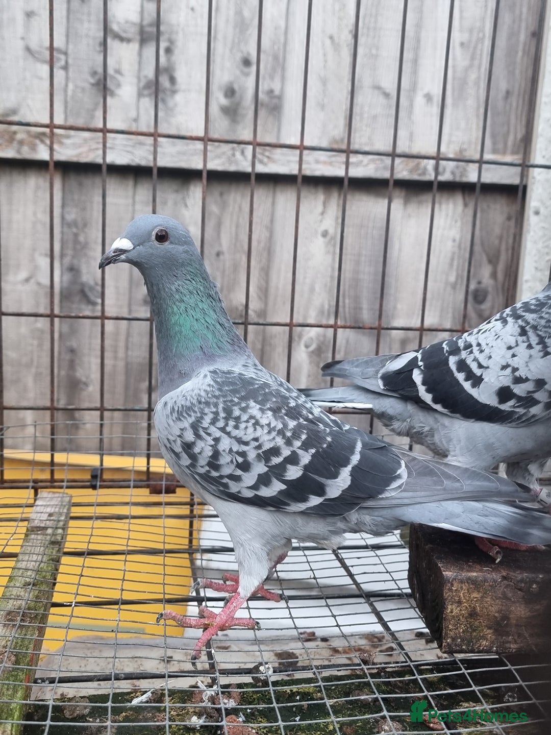 Pigeons birds for sale: Racing pigeons for sale - Advert 3