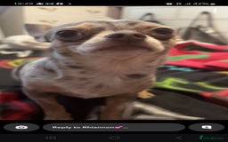 Chihuahua dogs for sale: Chiuahuah pups Lilac merl, fawn and white  - Image 4