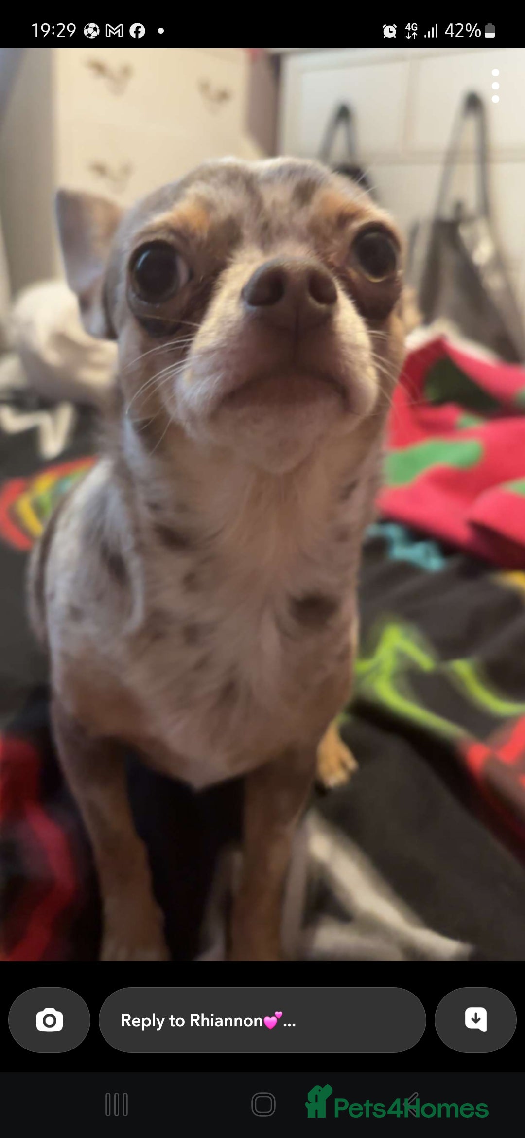 Chihuahua dogs for sale: Chiuahuah pups Lilac merl, fawn and white  - Image 4