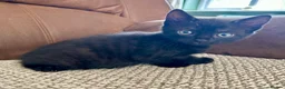 Mixed Breed cats for sale: Beautiful mixed bread kittens 🐈‍⬛  - Advert 4