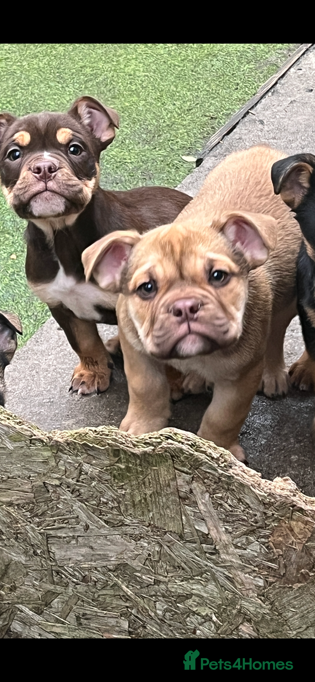 Mixed Breed dogs for sale: 3/4 English bulldog babies  - Image 3