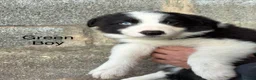 Border Collie dogs for sale: Border Collie Puppies - Advert 8