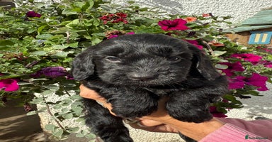 Cockapoo dogs - Advert 13