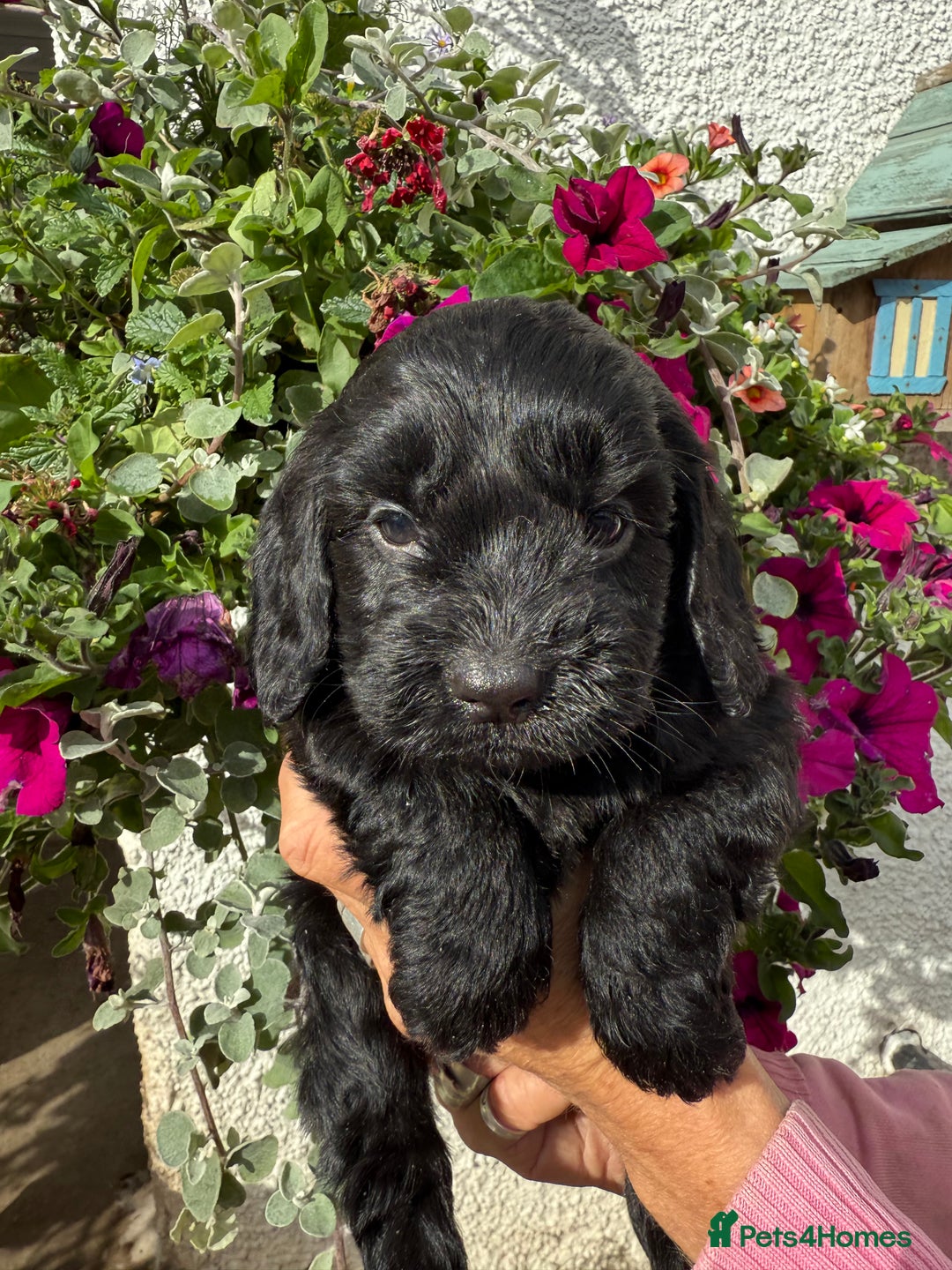 Cockapoo dogs for sale: Ready now Cracking F1 Cockapoos - Image 3