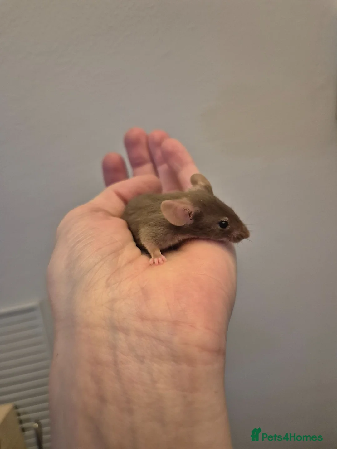 Mouse rodents for sale: 5 week Last male mouse - Advert 2