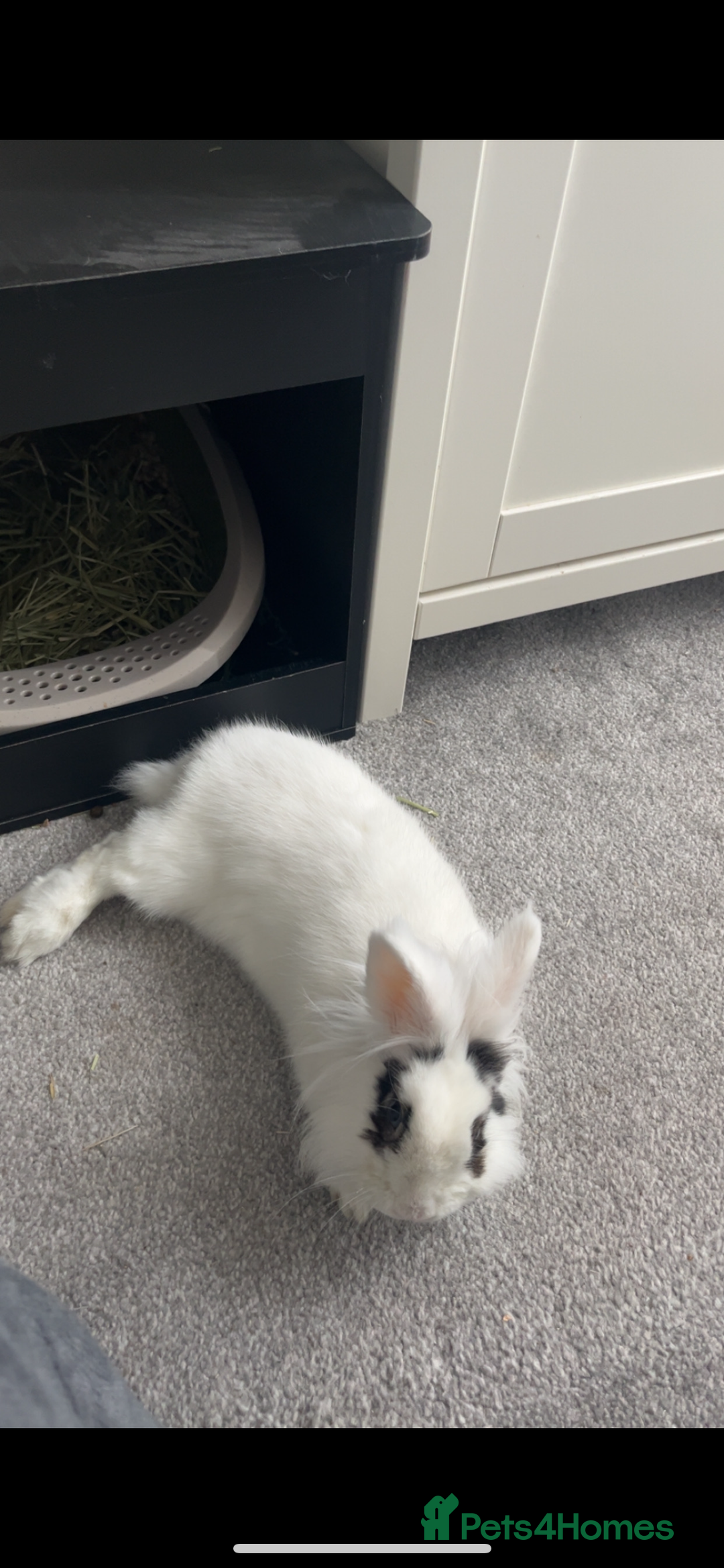 Lionhead rabbits for sale: Lovely rabbit- possibly looking for new home - Image 6