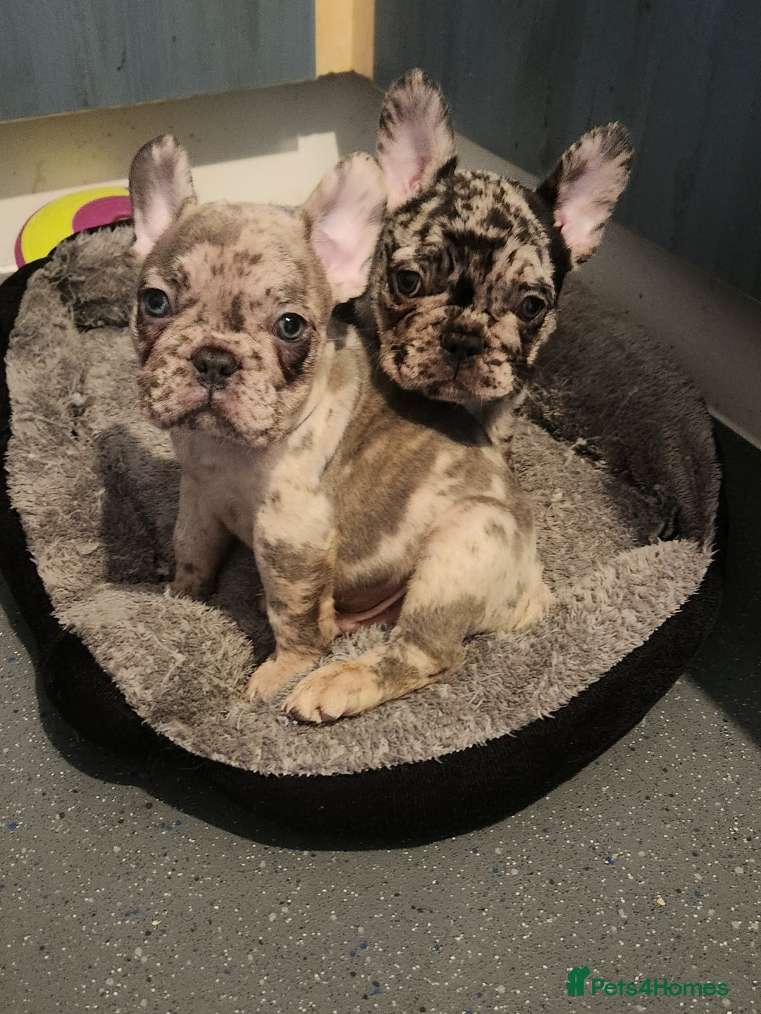 French Bulldog dogs for sale: Beautiful Puppy's For Sale  - Advert 21