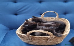 Ragdoll cats for sale: Gorgeous Ragdoll cross kittens  - Image 3