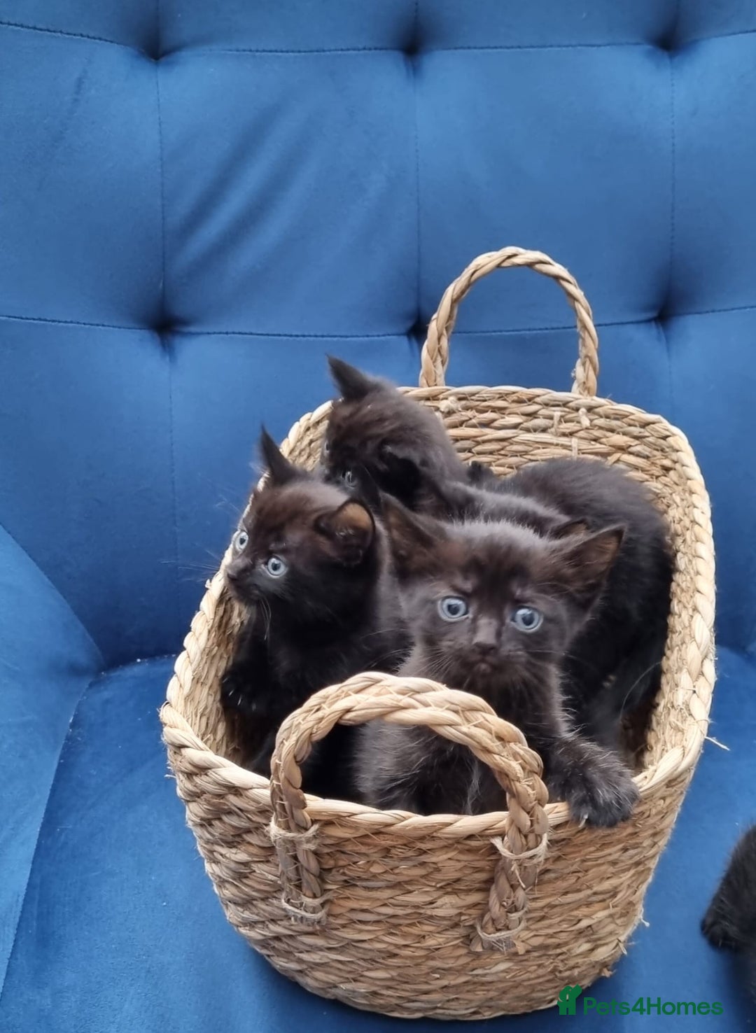 Ragdoll cats for sale: Gorgeous Ragdoll cross kittens  - Image 3