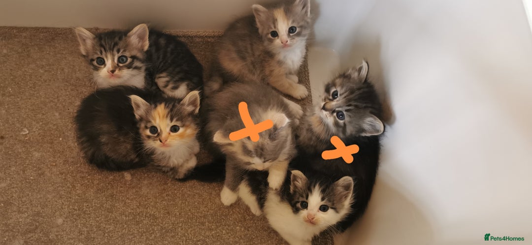 Siberian cats for sale:  Registered Calico Siberian kittens  - Image 7