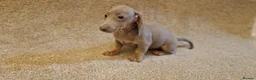 Miniature Dachshund dogs for sale: Mini dachshunds puppies  - Advert 5