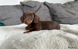 Miniature Dachshund dogs for sale:   🐾READY NOW🐾 | ONLY 1 BOY LEFT - Image 4