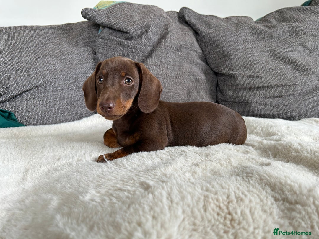 Miniature Dachshund dogs for sale:   🐾READY NOW🐾 | ONLY 1 BOY LEFT - Image 4