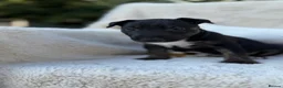 English Bull Terrier dogs for sale: Champion Bloodline English Bull Terrier Puppies - Advert 32