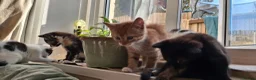Mixed Breed cats for sale: Adorable kittens looking for loving homes - Advert 32