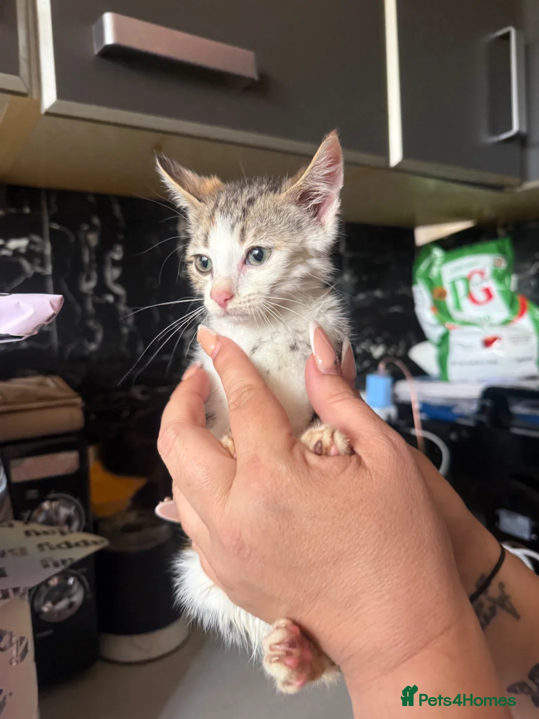 British Shorthair cats for sale: Tortoise Shell Female Kitten - 10 Weeks for Sale - Advert 2