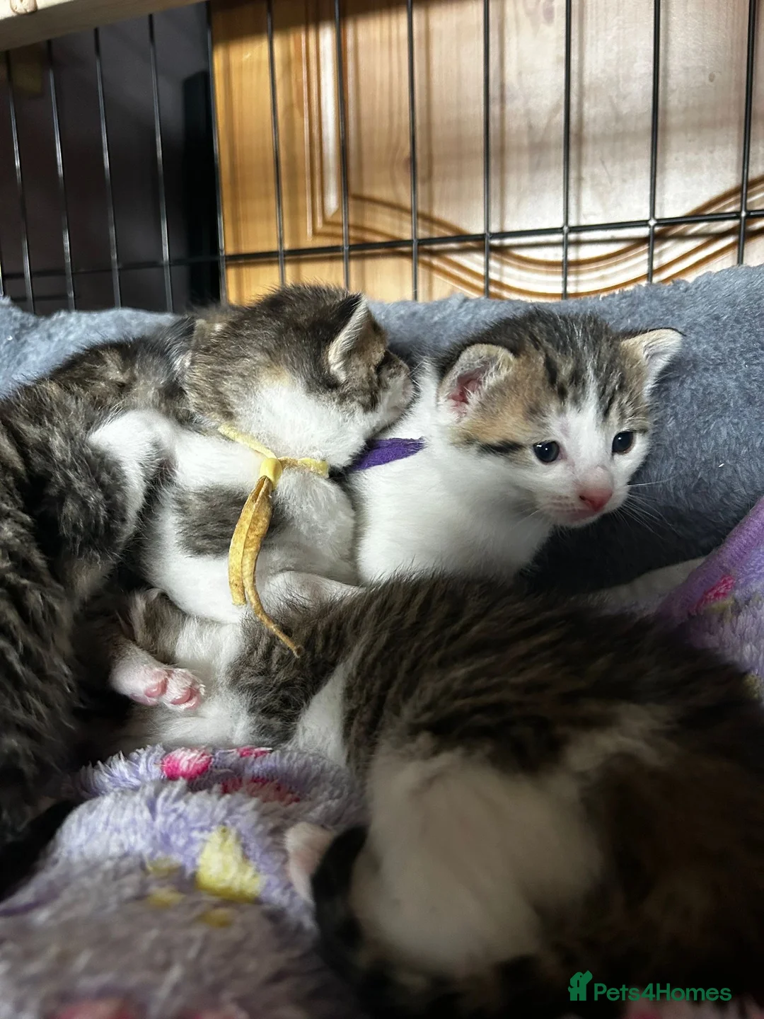 Mixed Breed cats for sale: Tabby kittens - Advert 2