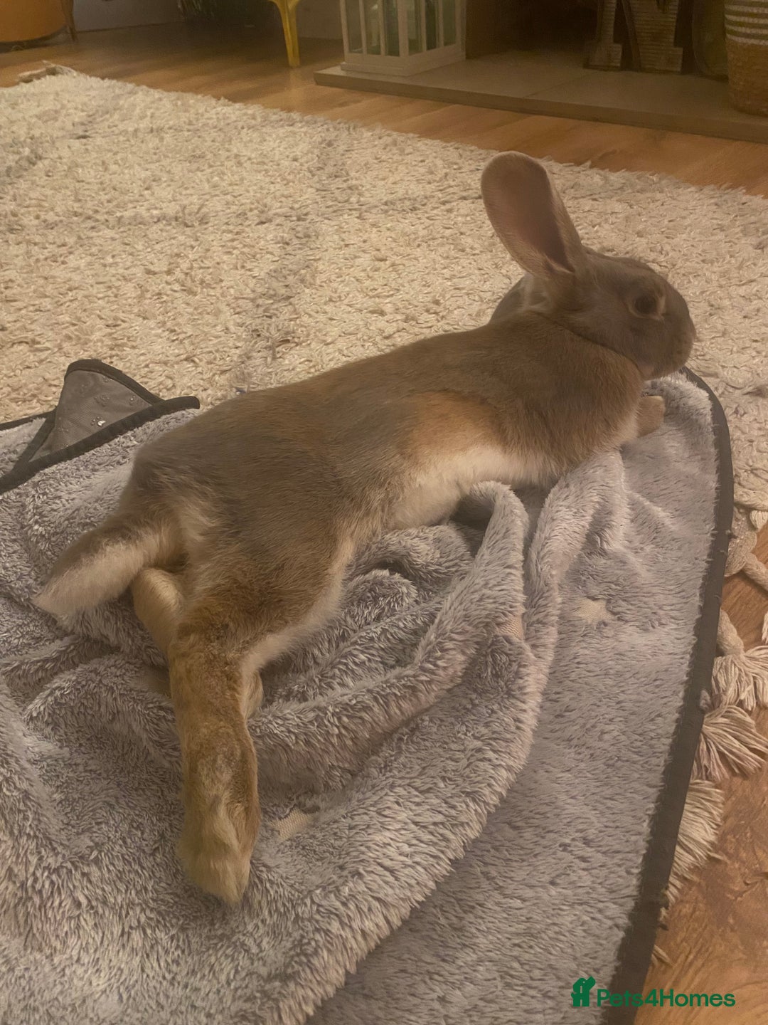 Mixed Breed rabbits for sale: Looking for forever home! - Advert 3