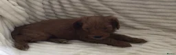 Cockapoo dogs for sale: Beautiful f2 cockapoo puppies - Advert 6