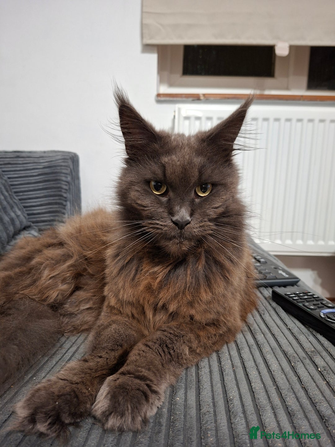 Maine Coon cats for sale: Maine Coon female - Advert 3