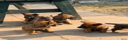German Shepherd dogs for sale: Working German Shepherd x belgian malinois Puppies in Purley - Advert 8