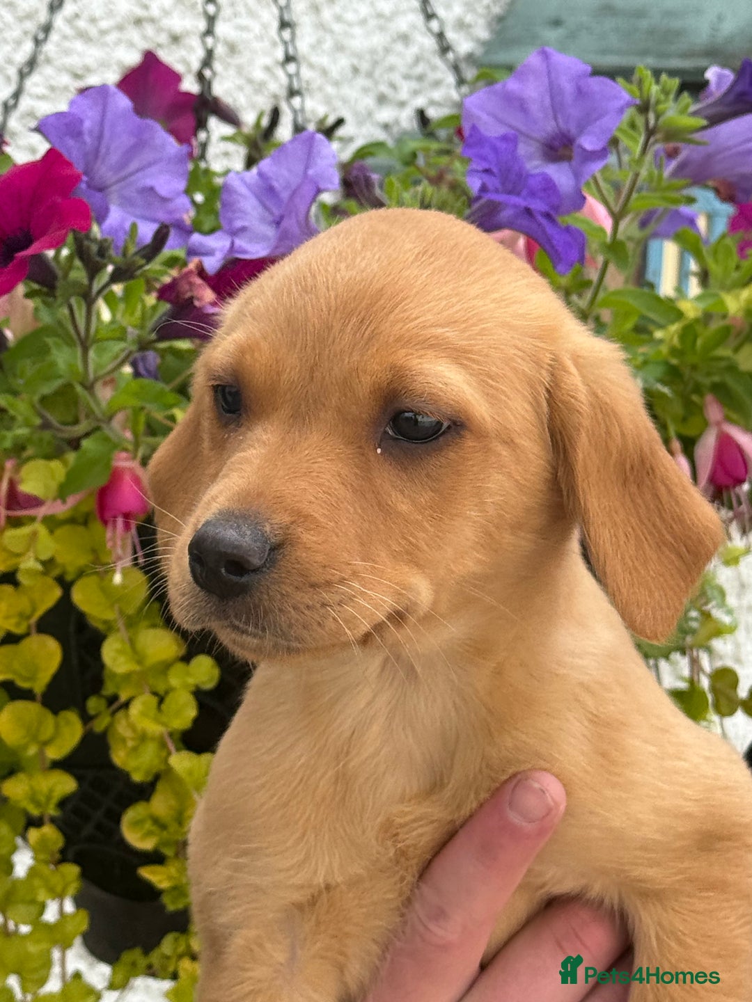 Labrador Retriever dogs for sale: READY NOW Cracking Labradors Retrievers  in Lanark - Image 4