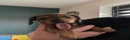 Miniature Dachshund dogs for sale: Miniature Dachshund KC Registered Puppies  in Aberdeen - Advert 6