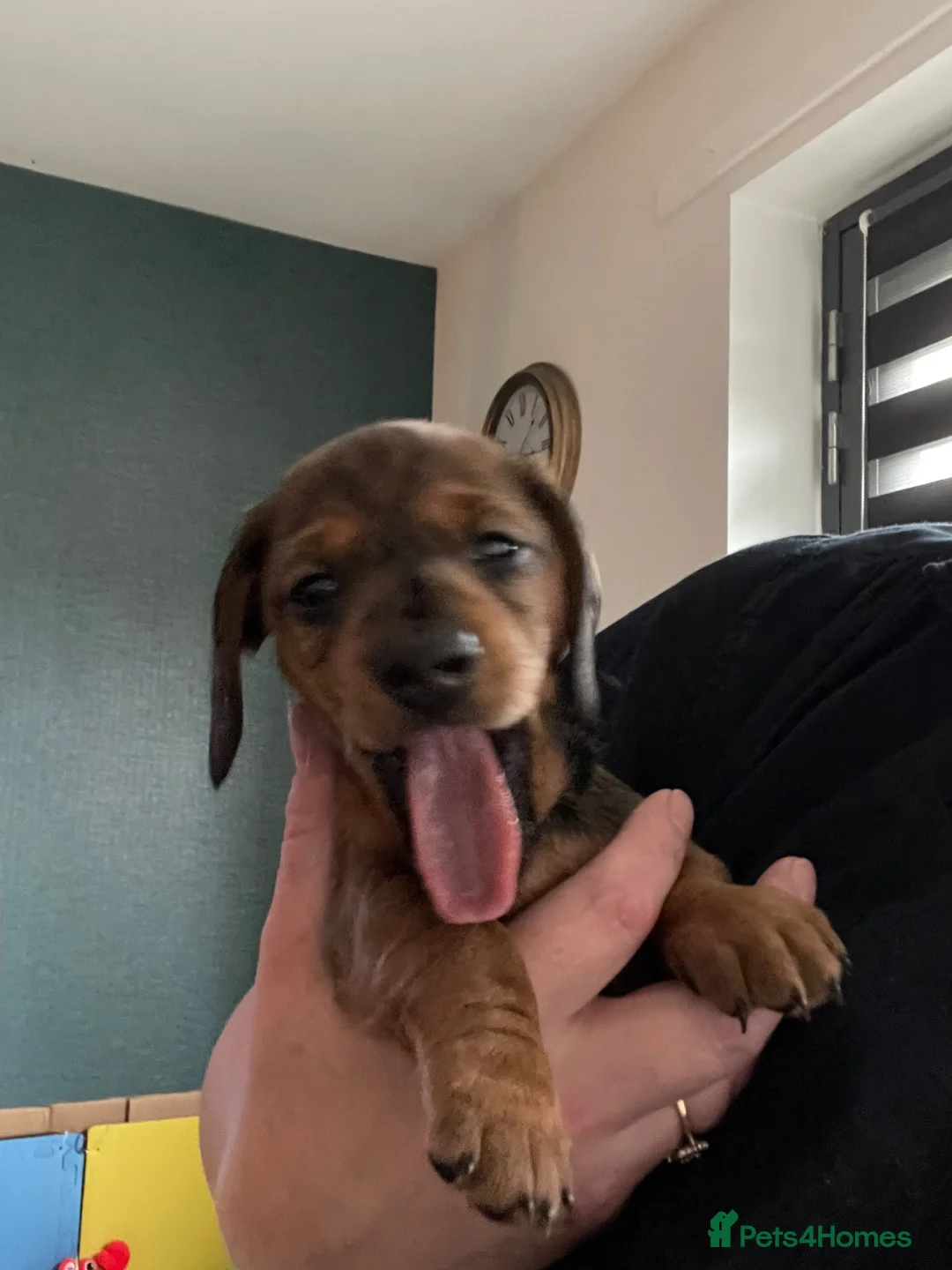 Miniature Dachshund dogs for sale: Miniature Dachshund KC Registered Puppies  - Advert 2