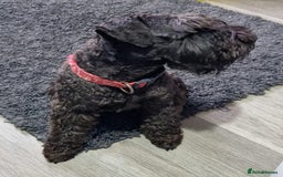 Miniature Schnauzer dogs for stud: CHAMPION SIRED eye/mac clear BLACK BOY AT STUD in Hessle - Image 10