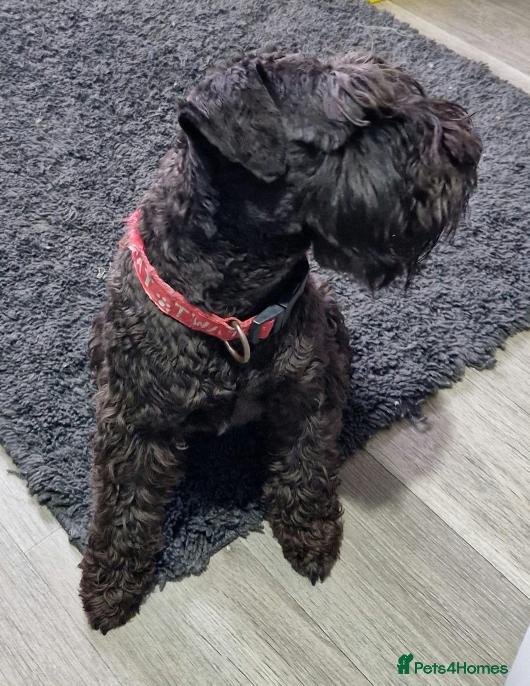 Miniature Schnauzer dogs for stud: CHAMPION SIRED eye/mac clear BLACK BOY AT STUD in Hessle - Image 10
