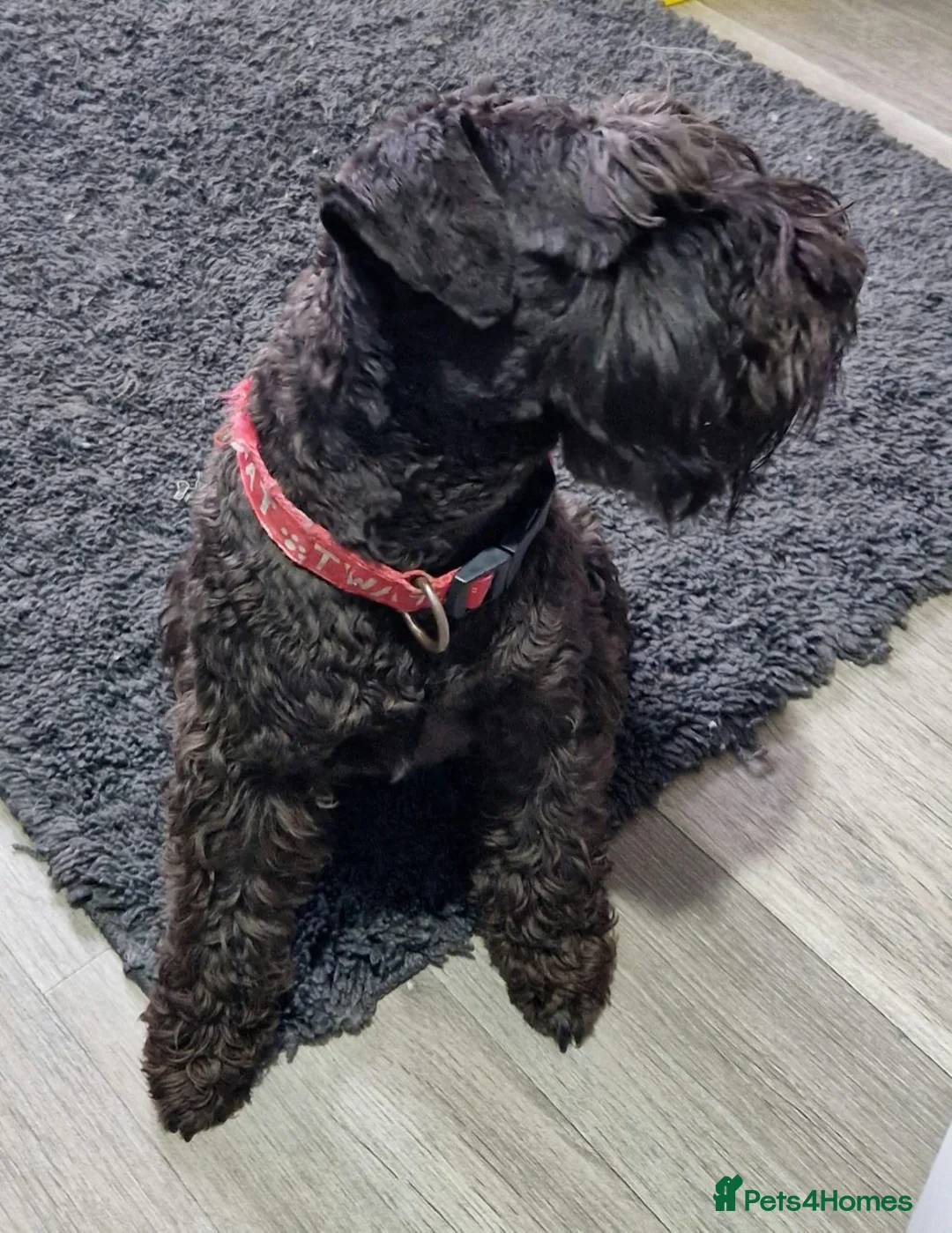 Miniature Schnauzer dogs for stud: CHAMPION SIRED eye/mac clear BLACK BOY AT STUD in Hessle - Advert 10