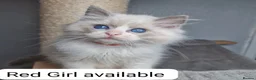 Ragdoll cats for sale: Blue BiColour Luxury Girls- READY to GP - Advert 7