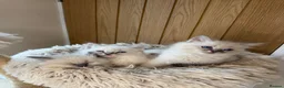 Ragdoll cats for sale: Beautiful Pure-bred Ragdoll Kittens  - Advert 8