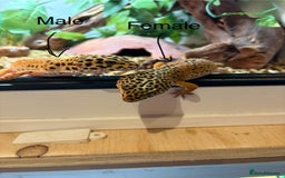 Leopard Gecko reptiles for sale: Breeding leopard gecko pair  - Advert 1